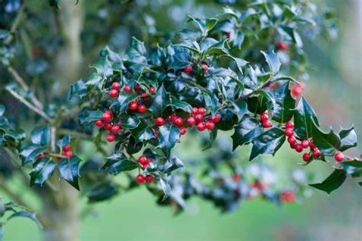 Holly
